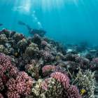 Red Sea joins Virtuoso’s portfolio as a travel partner